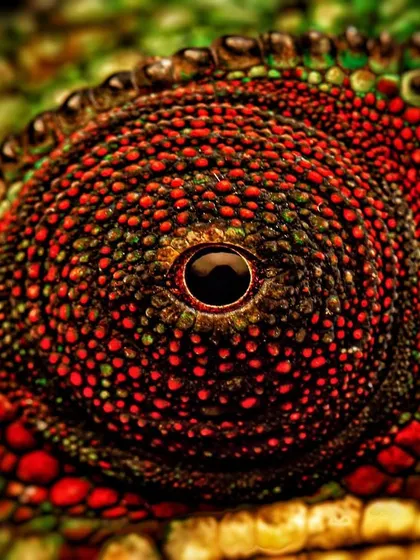 A macro close-up of a Parsons Chameleon's eye. The vibrant red and green scales look like intricate beadwork, showcasing the stunning artistry of nature.
