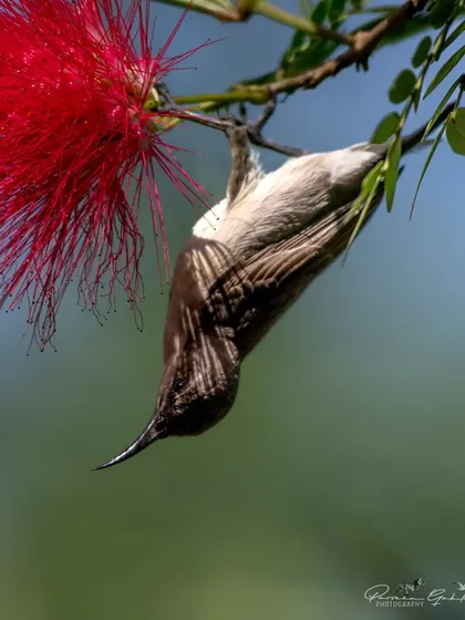 A close-up of the sunbird hanging upside down.
