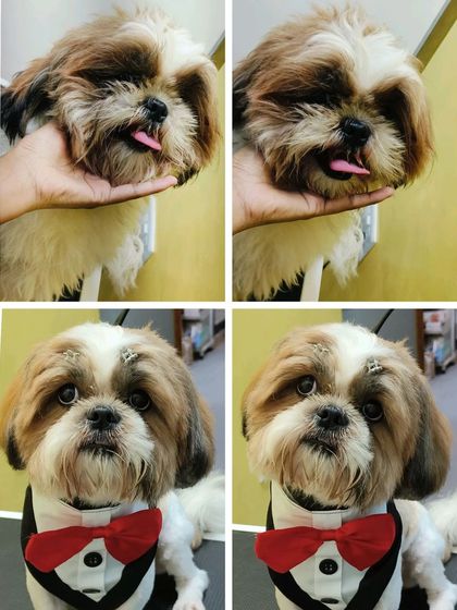 Bengaluru Pet Company - Pet Grooming The Glow-Up: Before & After Transformations photo 26