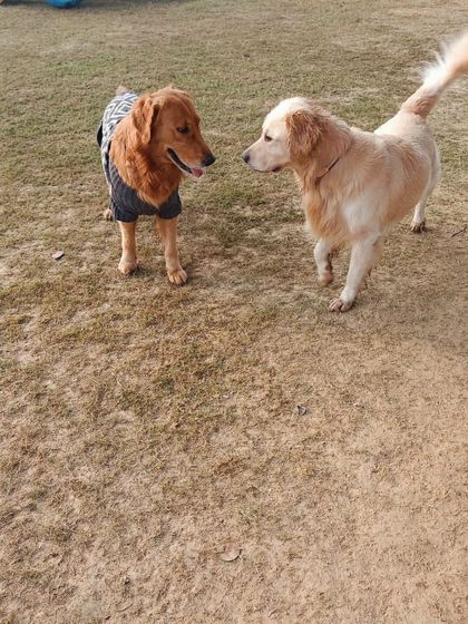Tu mere saamne, main tere saamne. A sweet moment between two Golden Retriever friends.