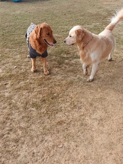 A classic standoff between two Golden Retrievers. Are they about to play or just admiring each other?