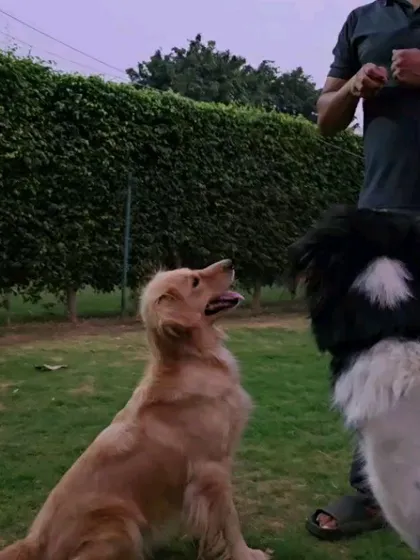 A simple 'sit' and 'look' command is the cornerstone of a good relationship with your dog. It establishes you as the leader and teaches your dog to look to you for guidance. Here, a Golden Retriever demonstrates perfect attention.