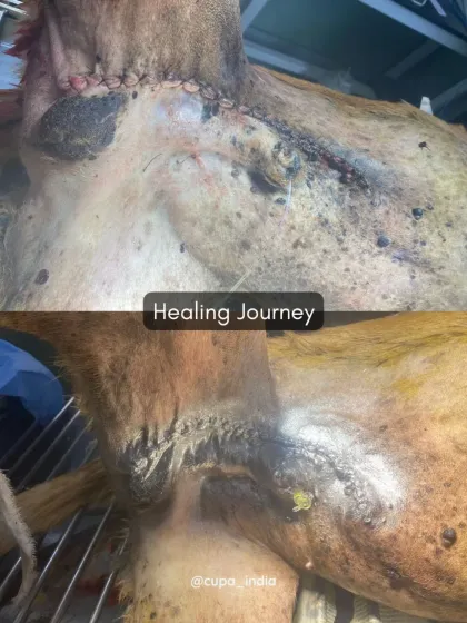 Cupa - Emergency Animal Rescue & Treatment Dog Rescue & Recovery Stories photo 28