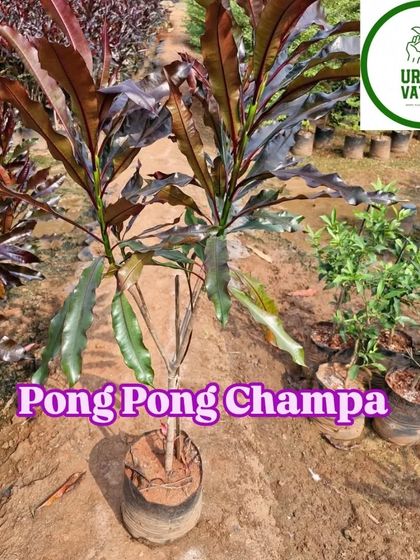 The Pong Pong Champa, a unique variety with interesting foliage.