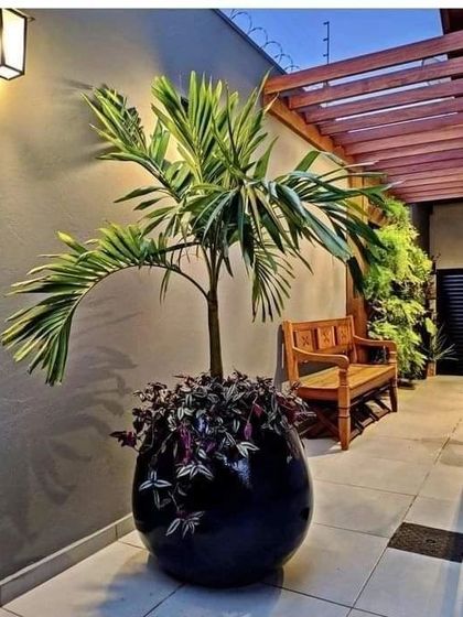 A beautiful palm tree in a large black planter adds elegance to this outdoor patio space. We offer plants and planters suitable for both indoor and covered outdoor areas.