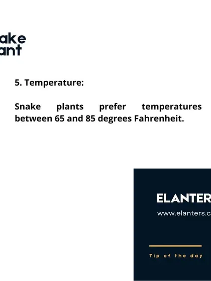 Snake Plant Care: Temperature. Snake plants are quite tolerant but prefer temperatures between 65 and 85 degrees Fahrenheit (18-29°C).