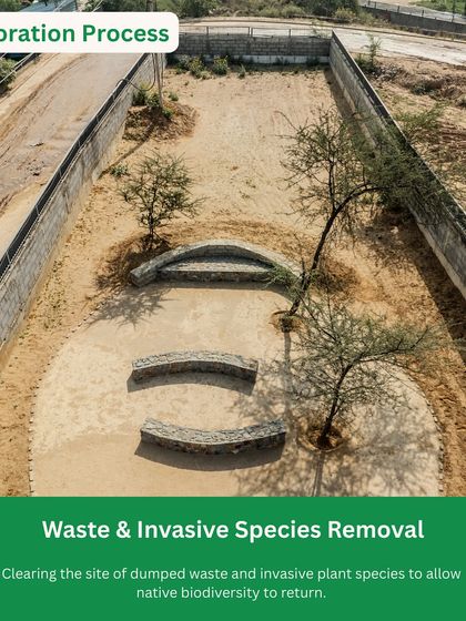 The first step in restoring Behrampur Bundh was clearing dumped waste and removing invasive species. This prepared the ground for native biodiversity to return.