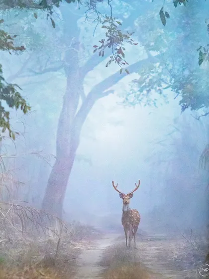 A truly magical moment from the woods of Pilibhit. A spotted deer stag appears like a ghost in the dense morning fog, a shot I wasn't even sure I had captured until later. This print embodies the mysterious and ethereal mood of the jungle.
