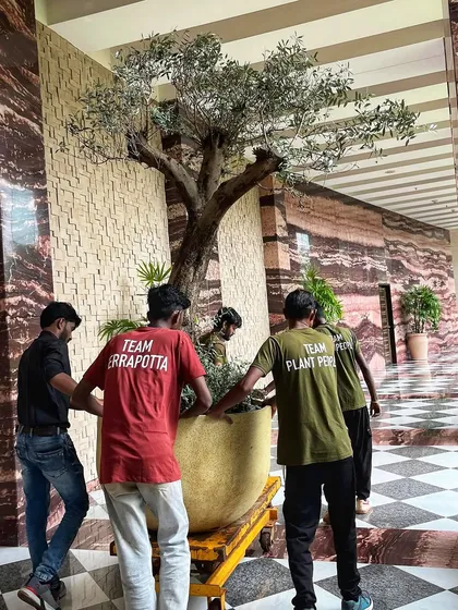 It takes a village, or in our case, a power squad! This is our team in action, carefully moving a colossal Spanish Olive tree into its new home. We handle all the heavy lifting, ensuring these magnificent statement plants are installed perfectly and safely.