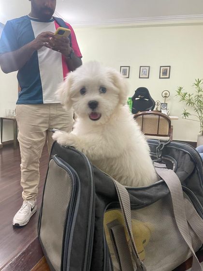 Global Paws: Asia, Africa & Beyond photo 11