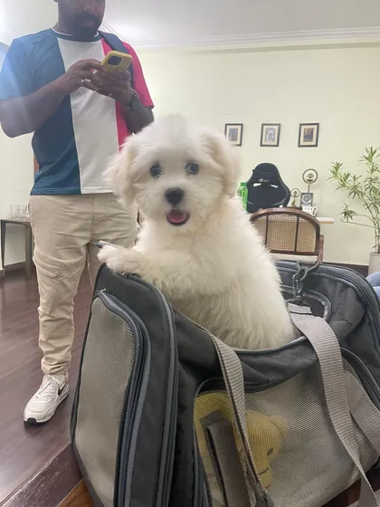 Juno, the adorable Maltese, getting accustomed to his in-cabin travel bag. We help small pets get comfortable with their carriers, making the flight experience smoother for them and their owners on their way to Vietnam.