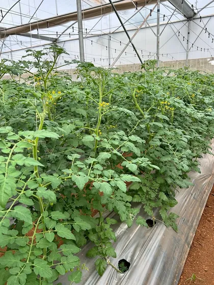 Announcing our intensive training program on protected cultivation in soil. This certified course offers hands-on learning in greenhouse management and sustainable soil-based farming.