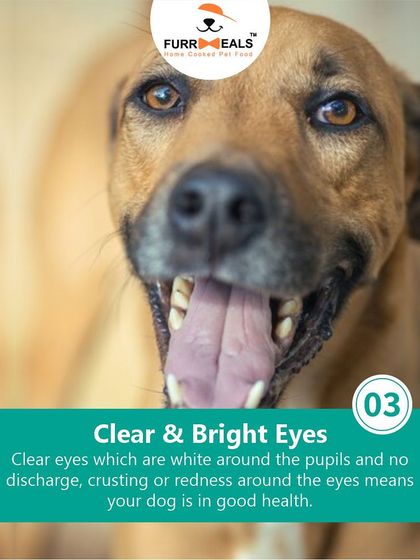 How can you tell if your dog is in good health? This guide covers the five key signs, from a soft, shiny coat and clean teeth to being active and engaged.