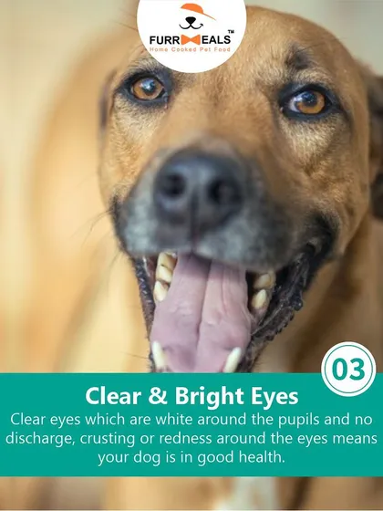 This extensive library of educational content covers everything a pet parent needs to know, from the benefits of turmeric and moringa to tips for hydration, sleep, dental health, and raising a new puppy.