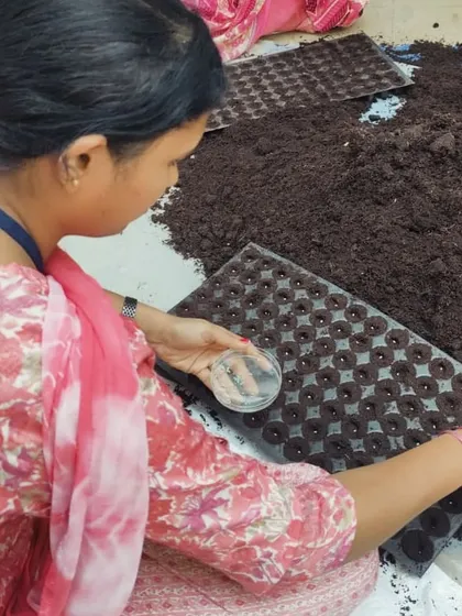 A series of images showing the process of preparing our seedlings for transplantation. From carefully sowing seeds into trays to watching them sprout, this is a crucial first step in our crop cycle.
