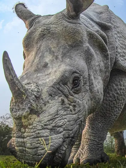 A bug's-eye view of a Greater One-horned Rhino in Assam. This wide-angle, low-perspective shot gives the animal an immense and powerful presence.