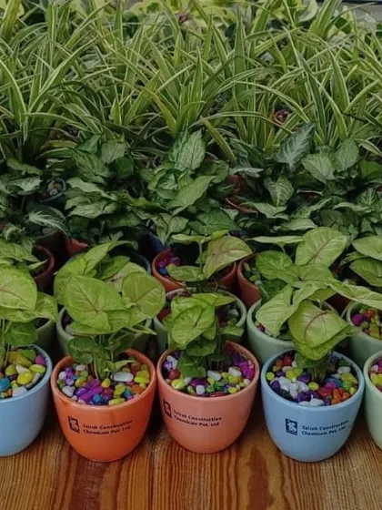 A row of branded Syngonium plants in colorful ceramic pots, part of a large delivery for Talrak Construction.
