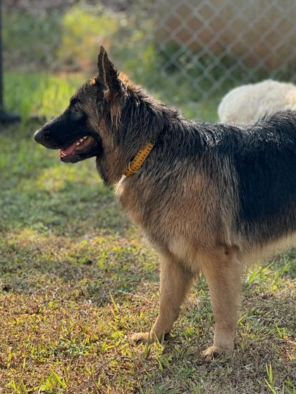 The Pawsome Camp - Dog Daycare & Boarding The Pawsome Playground: 2 Acres of Freedom photo 33