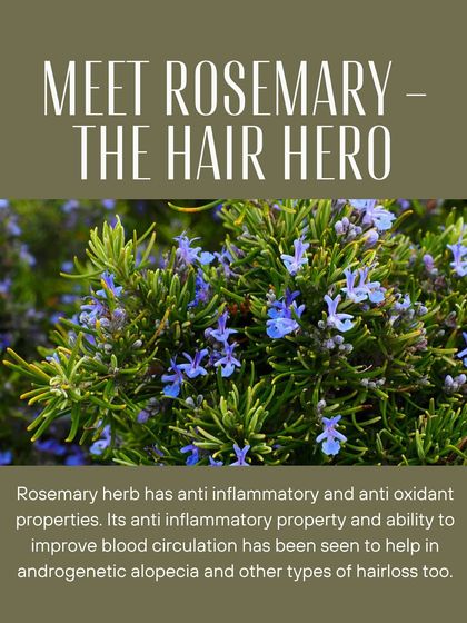 Meet Rosemary, a hair hero. This herb has anti-inflammatory and antioxidant properties that can improve blood circulation, making it helpful for conditions like androgenetic alopecia.