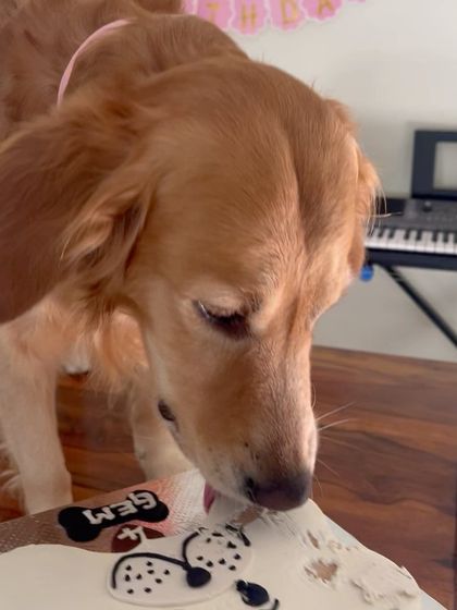 The concentration is real! Gem is carefully tasting the delicious frosting on his bone-shaped cake.