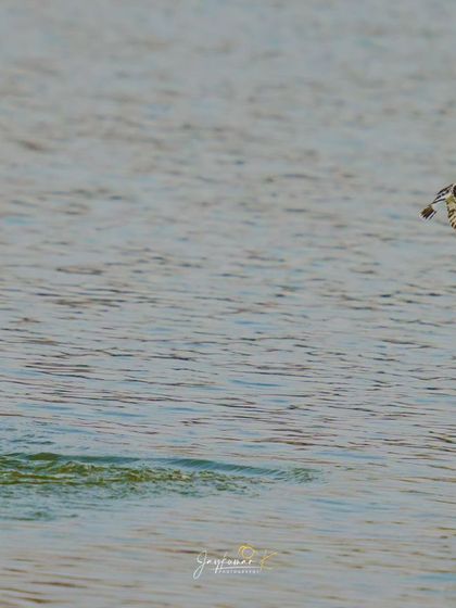 A Pied Kingfisher in flight with its meal, seen from a wider angle that includes the river environment. This provides context to the bird's hunting grounds.
