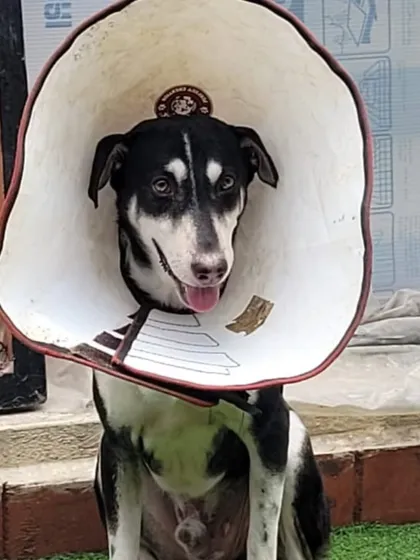 Even with a recovery cone on, this sweet boy can't hide his happy spirit. This picture shows the resilience of our rescue dogs. They go through so much but their capacity for joy and trust never fades.