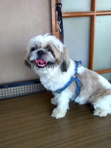 Small breeds like this Shih Tzu get special attention to ensure they look their best. After a grooming session with us, this little one is all smiles and ready for cuddles.