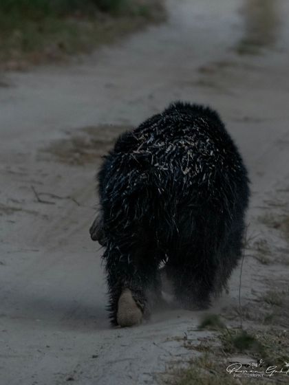 A Sloth Bear walking away on a dusty track, its shaggy black fur covered in dust.