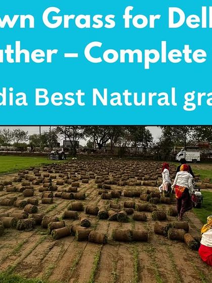 A complete guide to the best lawn grass for Delhi's harsh weather. I supply heat and cold-tolerant varieties for year-round green lawns.