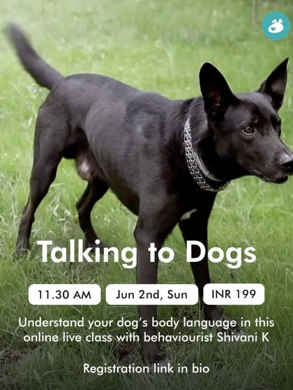 The Pack - Pet Parent Education & Workshops Expert-Led Online Masterclasses photo 16