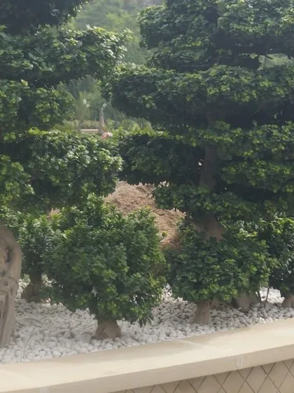 We also provide specialized horticultural services, including the sourcing and planting of sculpted topiary and bonsai-style trees. These elements act as living sculptures, adding a touch of formal elegance and artistry to a landscape design.