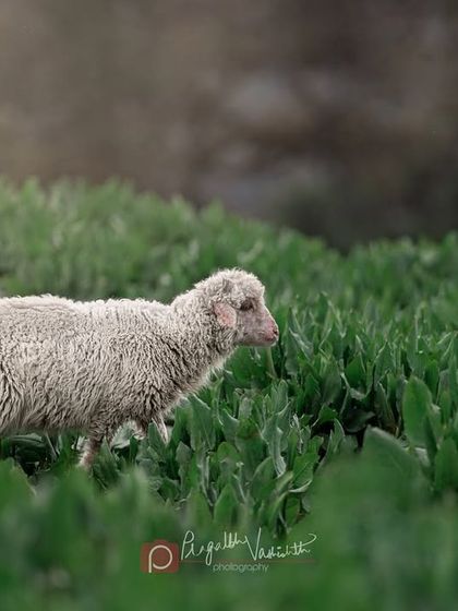 Pragalbh - Commercial Pet Photography On Location: Himalayan Dogs & Livestock photo 19