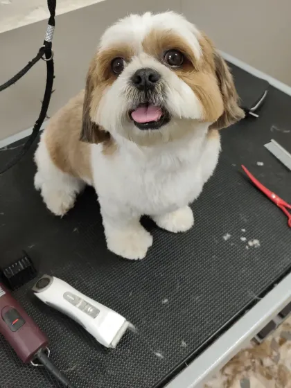 The 'after' shot. With a neat trim and clear eyes, this dog looks and feels like a whole new pup. Our tools, like the clippers and scissors shown, are always professional grade and sanitized.