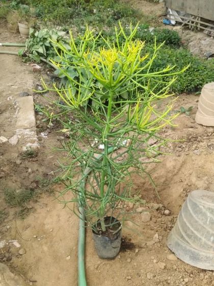 A Pencil Cactus (Euphorbia tirucalli) in the nursery. This unique succulent can grow into a large, tree-like plant.