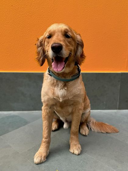 Zorro looking happy and relaxed, a far cry from the anxious puppy he once was.