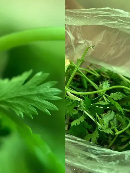 A macro shot of coriander leaves. I love experimenting with perspective to find the beauty in ordinary things.