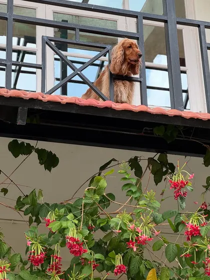 Posto enjoying the view from the balcony of our room.