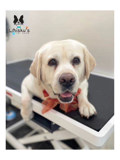 Furrybells Pet Grooming - Pet Grooming (Dogs & Cats) Breed-Specific Dog Styles photo 48