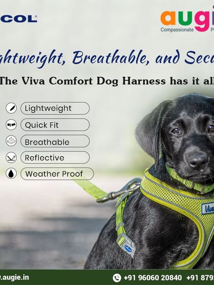 Augie Pets - Pet Supplies Adventure-Ready Gear for Every Outing photo 6