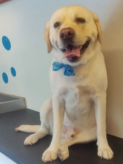 A happy Labrador relaxing on the grooming table. Our one-on-one sessions are perfect for larger breeds who might get anxious in a crowded salon.