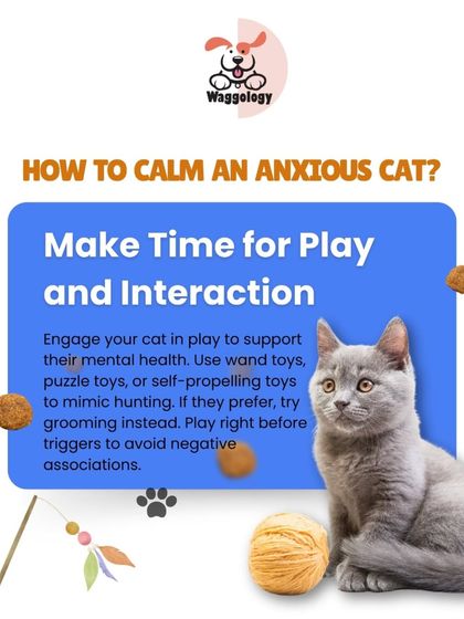 Play is a great way to support your cat's mental health and reduce anxiety. This visual gives tips on using wand toys or puzzle toys to mimic hunting and build confidence.