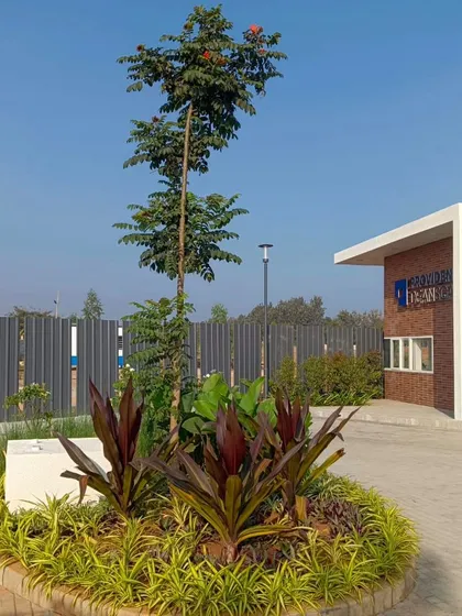 The completed entrance for a new development, designed to be welcoming and professional. I used a combination of a central feature tree, colorful cordyline plants, and low-maintenance ground cover to create immediate visual impact.