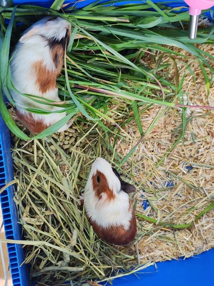 A pair of my healthy baby guinea pigs enjoying fresh greens and hay in their enclosure. I provide spacious and clean habitats to ensure their well-being.