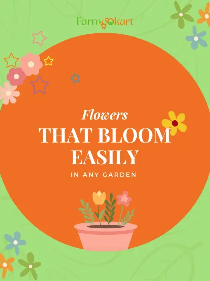 Looking for flowers that bloom easily in any garden? This graphic introduces some of my favorite low-maintenance flowers that add a wonderful pop of color.