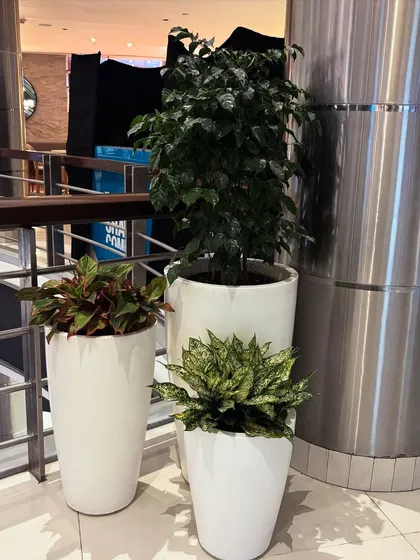 A trio of floor-standing planters adding a touch of sophistication to a corporate lobby. I use a mix of plant heights and foliage types to create visually interesting arrangements.