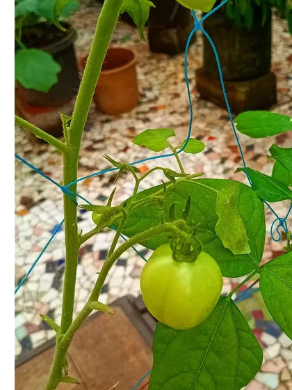 An unripe tomato on the vine in a simple balcony garden, supported by a basic trellis. We make urban farming accessible for everyone.