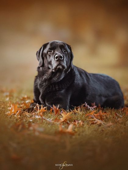 Rohit - Family & Pet Photography Seasonal Splendor: Spring & Autumn photo 8