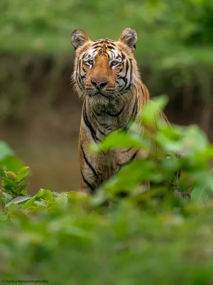 The iconic male tiger Yuvraj, after a morning dip in a waterhole in Tadoba's buffer zone.