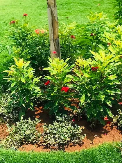 For a bright and cheerful look, we planted red flowering Jatropha and light green shrubs. This pairing provides a lovely contrast and adds a touch of warmth to the garden bed.