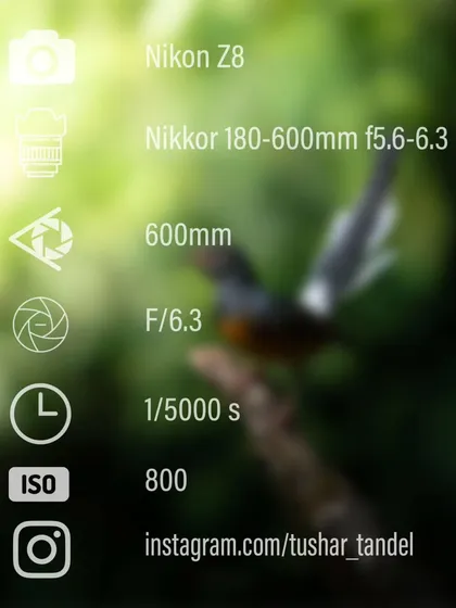 A look at the camera settings behind the portrait of the White-rumped Shama.
